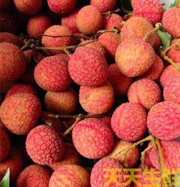 荔枝的品种有哪些?广州蔬菜配送公司科普(图4) 荔枝的品种有哪些?广州蔬菜配送公司科普(图4)